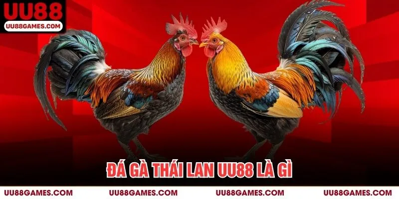 Đá gà Thái Lan UU88 là gì?
